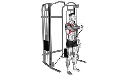 Cable One Arm Neutral Grip Biceps Curl Exercise Guide Tips