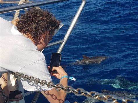 Gran Canaria Katamaran Fahrt Mit Delfinbeobachtung Und Schnorcheln