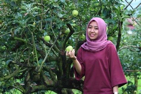 Foto Aktivitas Di Kusuma Agrowisata Di Kota Batu Petik Buah Dan