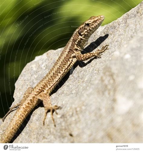 despot Saurians Lizards - a Royalty Free Stock Photo from Photocase