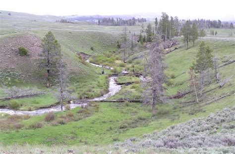 Yellowstone streams recovering thanks to wolf reintroduction