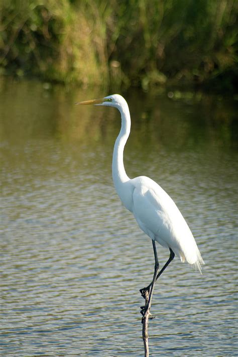 Everglades Photograph By Celso Diniz Fine Art America