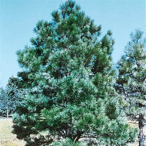 Spring Hill Nurseries 225 Gal Pot Eastern White Pine Pinus Live