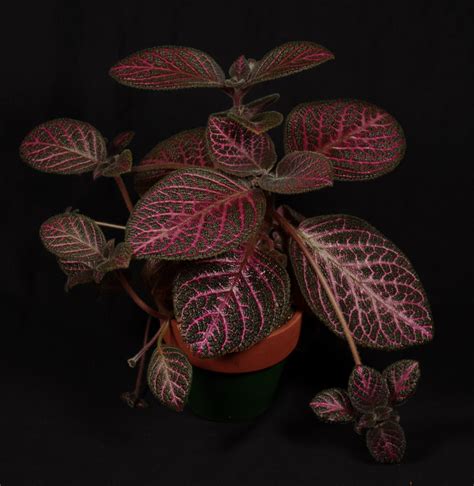 Episcia ‘kee Wee Gesneriad Reference Web