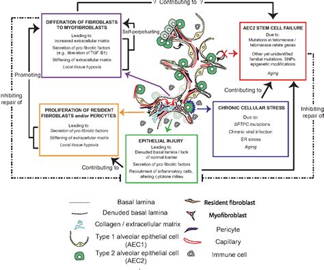 Figure 2 From Cellular Mechanisms Of Tissue Fibrosis 7 New Insights