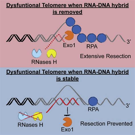 Rna Dna Hybrids Prevent Resection At Dysfunctional Telomeres Cell Reports