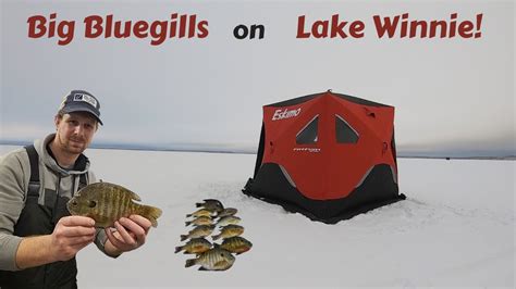 Big Bluegills On Lake Winnie Ice Fishing Minnesota Youtube