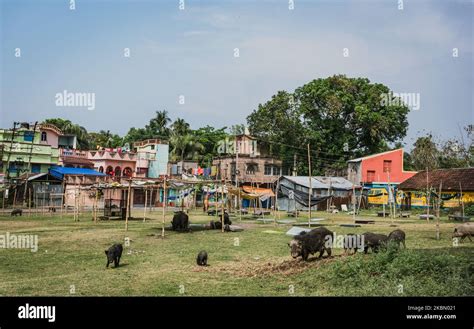 Epidemia De Gripe Porcina India Fotografías E Imágenes De Alta