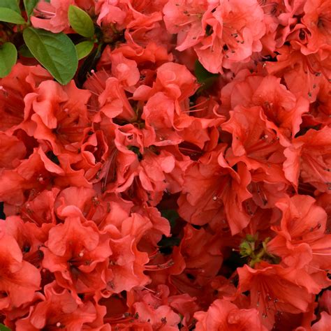 Girard S Hot Shot Azalea Indy Plants
