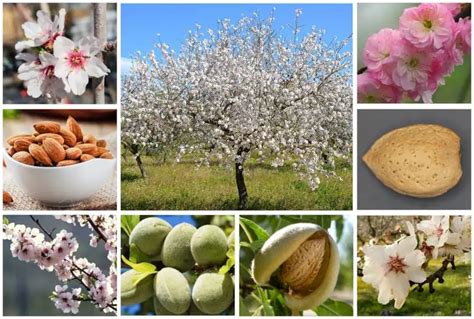 12 Different Types of Almond Trees & Identifying Features