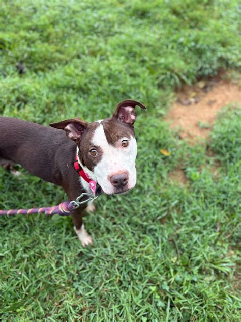 Homeward trails animal rescue is saving more pets this year 33