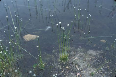 Submerged Freshwater Aquatic Plants Identification