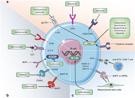 Frontiers B Cells In Rheumatoid Arthritis：pathogenic Mechanisms And