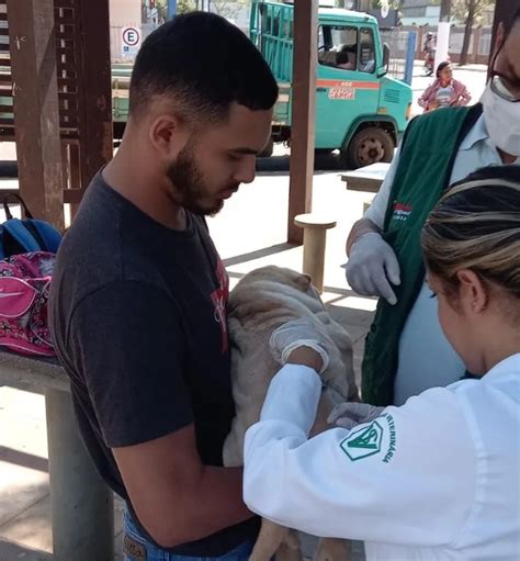 pontos fixos vacina antirrábica é aplicada em parque e em duas