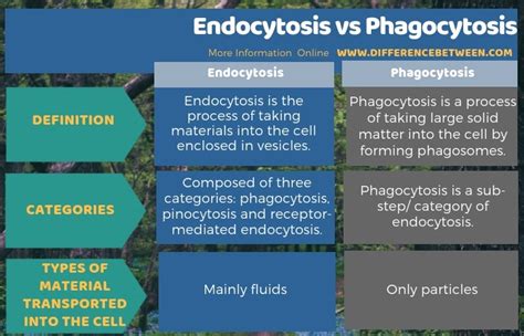 Difference Between Endocytosis And Phagocytosis Compare The