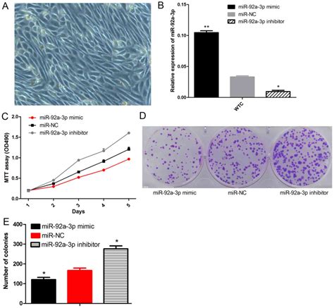 MicroRNA92a3p Inhibits The Cell Proliferation Migration And Invasion