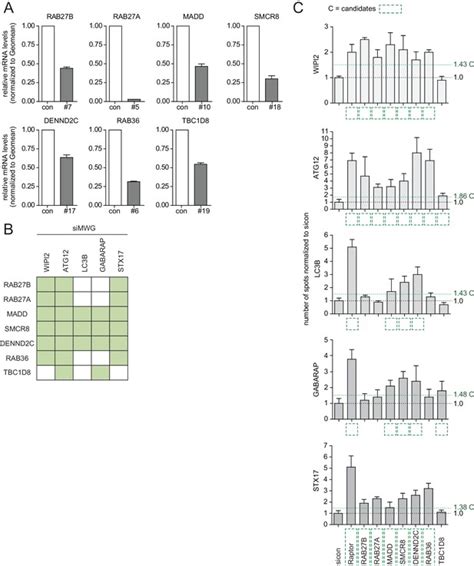 Figures And Data In Multiplex Image Based Autophagy Rnai Screening