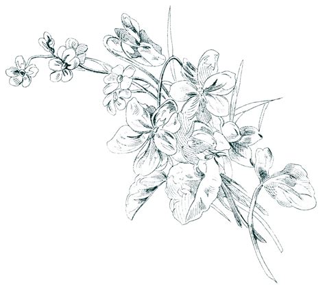 Free Vintage Image ~ Floral Sketch - The Old Design Shop