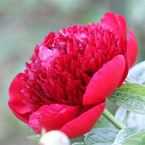 Red Charm - Kwekerij de Pioenroos