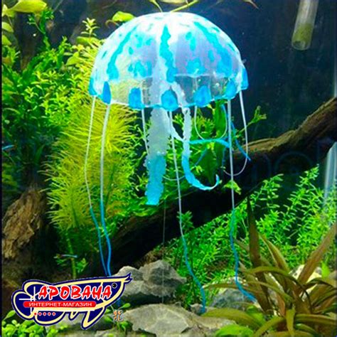 Аквариумные медузы, купить. - ИМ Арована, ☎ 066 000 0 769