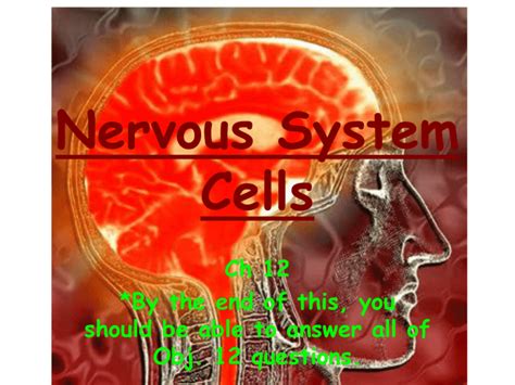 Nervous System Cells