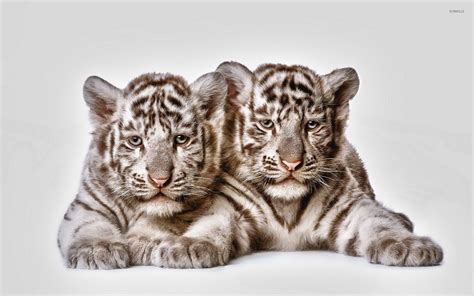 Tiger cubs wallpaper - Animal wallpapers - #17832