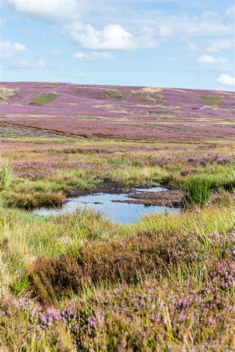 Where To See Heather In Scotland Best Place To View It In Bloom