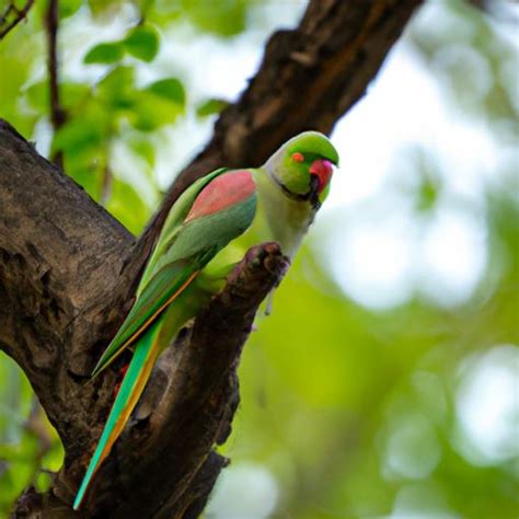 The Ultimate Guide to the Green Parakeet - Everything You Need to Know