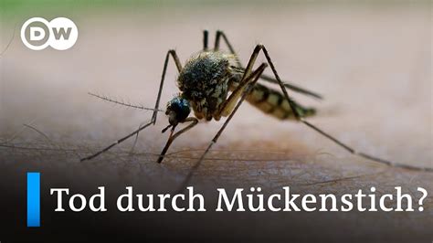 Übertragen von Mücken und Zecken Tropenkrankheiten breiten sich in