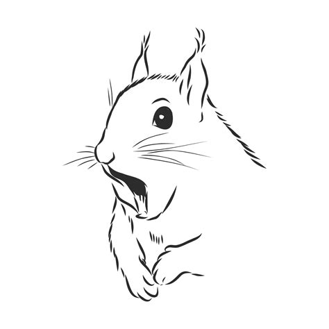 squirrel vector sketch 17050245 Vector Art at Vecteezy