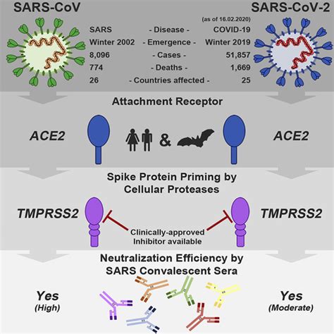 Sars Cov 2 Cell Entry Depends On Ace2 And Tmprss2 And Is Blocked By A Clinically Proven Protease