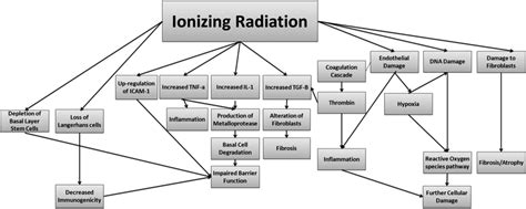 The Use Of Antioxidants In Radiotherapy Induced Skin Toxicity Kyle T