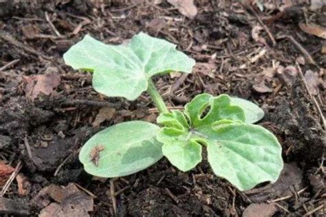 Дыня Лада: характеристика и описание среднеспелого сорта с фото