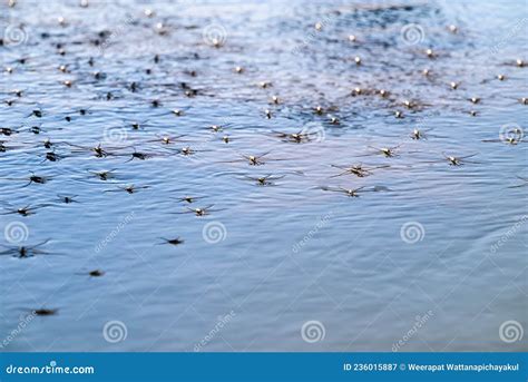 Water Striders Stock Photography | CartoonDealer.com #52022846