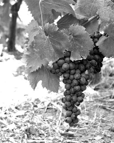 Black and White Print, Grapevine Picture, Winery Photography, Olympia ...