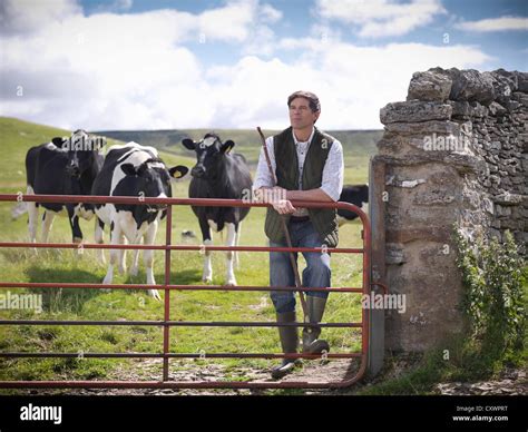 Field Of Cows Hi Res Stock Photography And Images Alamy