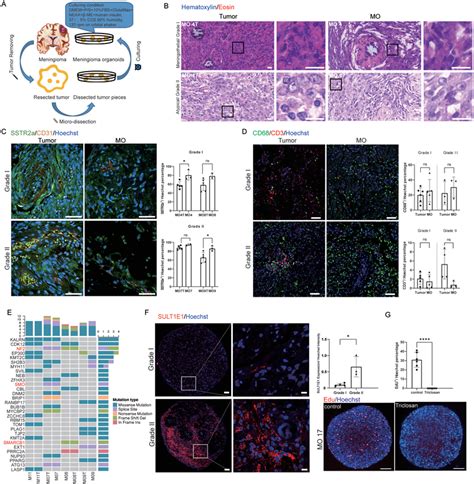 MOs Maintain The Histological Features Molecular Features And