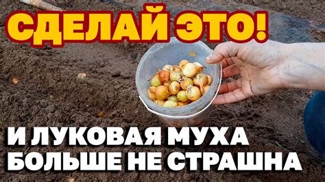 Как избавиться от луковой мухи на огороде. Химические и народные ...