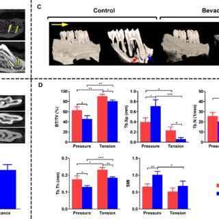 Measurement bone of microarchitecture by Micro-CT. (A) Micro-CT images ...