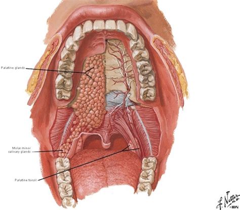 Salivary Glands Inside Lips | Lipstutorial.org