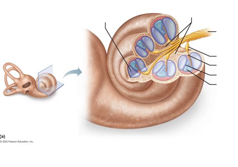 Lateral View Internal Ear Diagram Quizlet