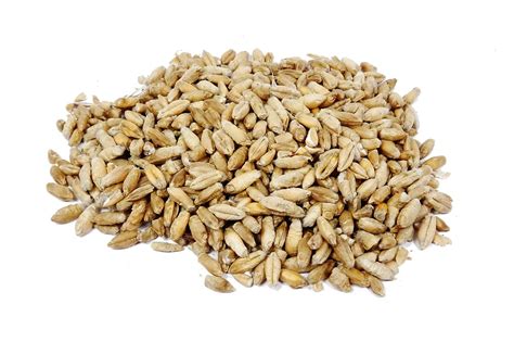 Triticale - Grains & Legumes Nutrition Council