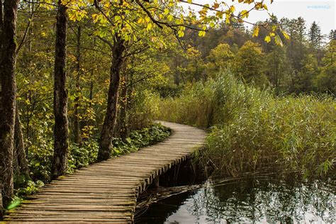 Jezioro Pomost Drzewa Szuwary Chorwacja Park Narodowy Jezior