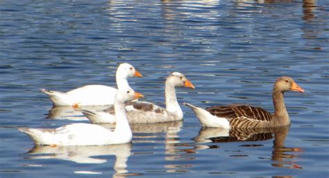 Cannundrums: Hybrid Greylag or Domestic Goose