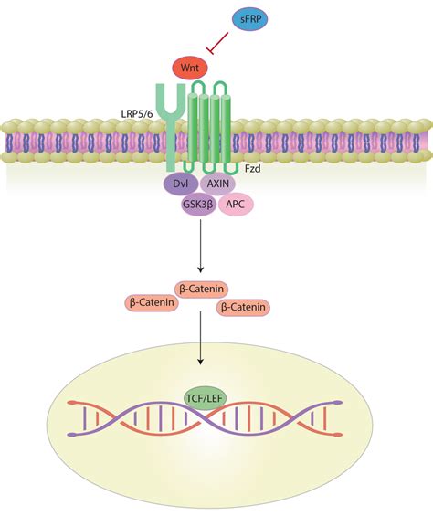 Inhibition Of Wnt3a Signaling Via Sfrps Download Scientific Diagram