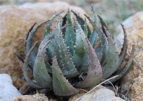 Aloe Peglerae 2 2020 06 This Plant Was Bought From KH 2 Flickr