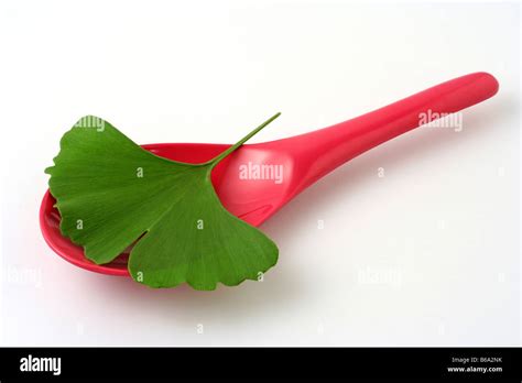 Ginkgo biloba leaf Stock Photo - Alamy