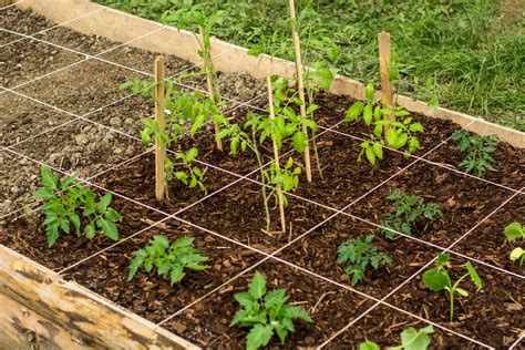 Square Foot Gardening Spacing For Tomatoes All About Hobby