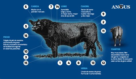 Planificación de las transf embrionarias para producir toros y vacas