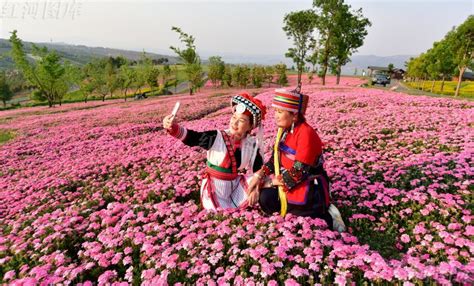 云南弥勒：花海绽放醉游人新闻聚焦民族频道云南网